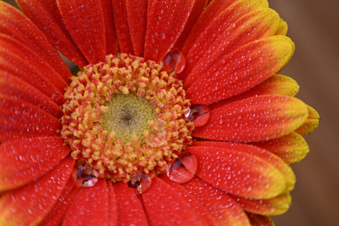 NIKON RELEASES THE NIKKOR Z 24-105MM F/4-7.1, A HIGHLY PORTABLE STANDARD ZOOM LENS THAT ENABLES IMAGING EXPRESSION IN A WIDE VARIETY OF SITUATIONS