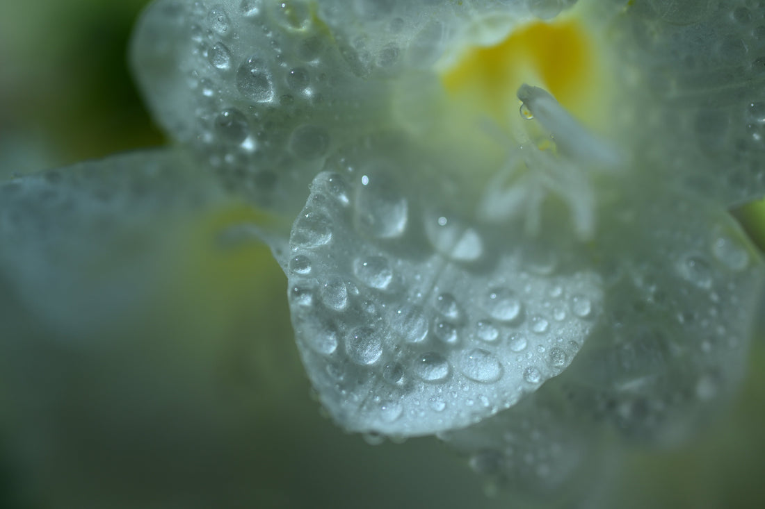 NIKON RELEASES THE NIKKOR Z DX MC 35MM F/1.7, A STANDARD MICRO LENS THAT LETS USERS GET CLOSE TO THEIR SUBJECTS FOR DYNAMIC SHOTS